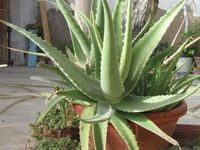Cultivă Aloe Vera la tine acasă şi vei beneficia de o sursă naturală de sănătate şi frumuseţe
