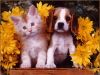 Animalutele de casa, motiv de fericire si izvor de sanatate!