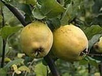 Încearcă să slăbeşti cu ajutorul unei diete speciale, bazată pe consumul de gutui