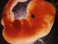 Un nou test stabileşte sexul copilului la numai şase săptămâni de sarcină
