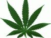 Adevarul despre marijuana