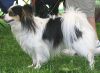 Papillon (Continental Toy Spaniel)