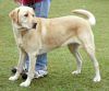 Labrador