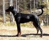 Doberman Pinscher
