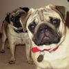 Pugs