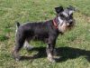 Schnauzer miniatural
