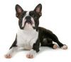 Boston Terrier