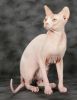 Sphynx