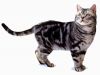 American Shorthair