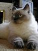 Ragdoll