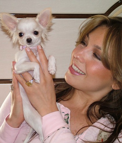 Thalia, mama buna si pentru catelusii ei rasa chihuahua FOTO!