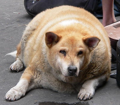 Cainele tau e obez? Afla cum il poti ajuta!