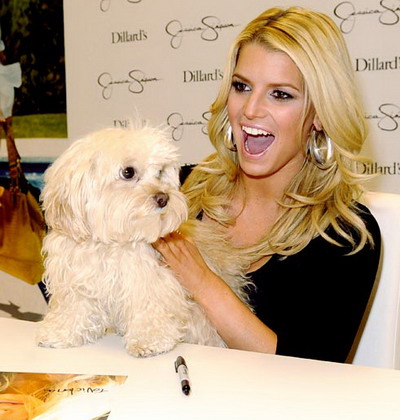 Dupa ce si-a pierdut iubitul, Jessica Simpson si-a pierdut si catelusa!