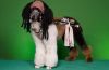 Jack Sparrow