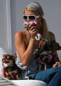 Paris Hilton este condamnata de PETA pentru ca foloseste animalele pe post de accesorii!