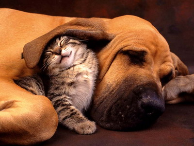 Terapia cu animale de companie prelungeste durata vietii!