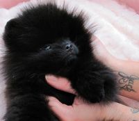 Kelly Osbourne a primit un pui de Pomeranian superb, pe care l-a botezat Sid!