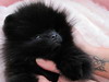 Kelly Osbourne a primit un pui de Pomeranian superb, pe care l-a botezat Sid!