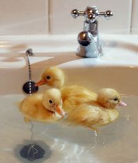 Ti-ar placea sa ingrijesti un animalut salbatic?