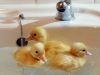 Ti-ar placea sa ingrijesti un animalut salbatic?