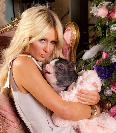Paris Hilton: Miss Piglette doarme in pat cu mine si cu iubitul meu!