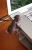 Catel care „calaresc” USB-ul!