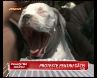 Carmen Tanase si Doinita Oancea au protestat, impreuna cu alti iubitori de animale, impotriva eutanasierii cainilor! VIDEO!