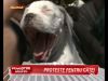 Carmen Tanase si Doinita Oancea au protestat, impreuna cu alti iubitori de animale, impotriva eutanasierii cainilor! VIDEO!