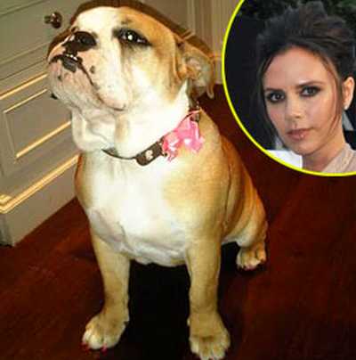 Victoria Beckham a postat pe Twitter o poza cu mascota familiei, Coco Beckham