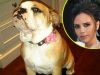 Victoria Beckham a postat pe Twitter o poza cu mascota familiei, Coco Beckham