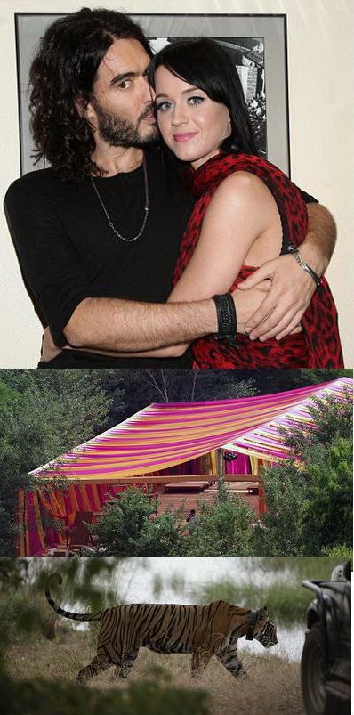 Russel Brand i-a cumparat lui Katy Perry un tigru ca  dar de nunta - GALERIE FOTO