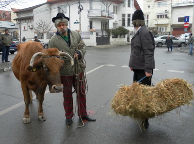 Catalin Maruta s-a plimbat cu vaca prin Bucuresti - GALERIE FOTO