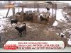 O femeie locuieste cu 47 de caini si cu fiica ei de un an - VIDEO