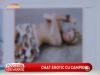 Cascadorul Stefan Solcan sustine ca toata familia fostei sotii facea videochat - VIDEO