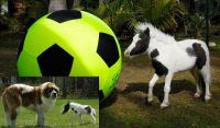 <span style="color: rgb(255, 0, 0);">FOTO FABULOS!! </span>Cel mai mic cal din lume s-a apucat de fotbal! E mai mic decat un CAINE :))