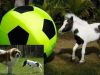 <span style="color: rgb(255, 0, 0);">FOTO FABULOS!! </span>Cel mai mic cal din lume s-a apucat de fotbal! E mai mic decat un CAINE :))