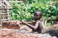 Pretul uman al ciocolatei - Cati copii sunt exploatati pe plantatiile de cacao