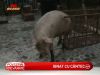 Nicu Teisanu face pomana porcului cu dedicatii speciale - VIDEO