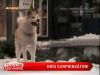 Prietenii care ne pot salva viata - VIDEO