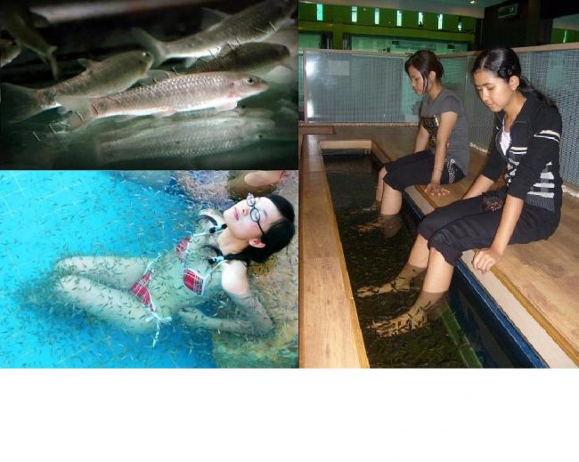 Alerta in saloanele spa: pedichiura cu pesti garra rufa poate transmite HIV si hepatita C